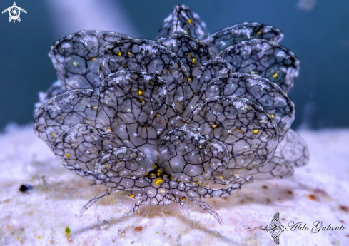A Cyerce sp. | Cyerce  Sea Slug, Nudibranch.