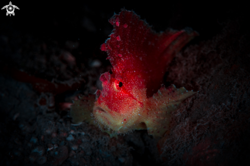 A Leaf Scorpionfish