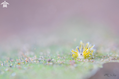 A Nudibranch