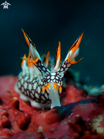 A Nudibranch