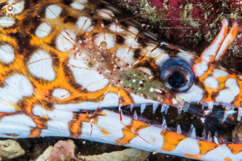 A Enchelycore pardalis | Leopard moray eel and Clear Cleaner Shrimp at Kushimoto Wakayama Japan 21.July.2018