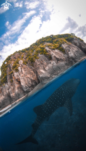 A Whale Shark