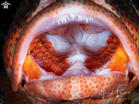 A Nassau Grouper