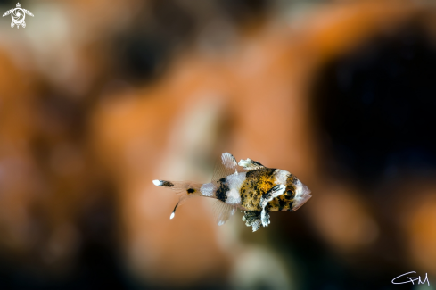 A Harlequin Sweetlips