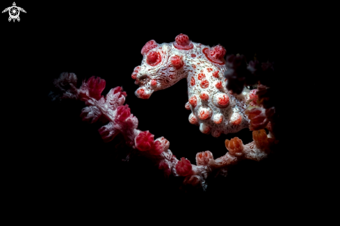 A Pygmy seahorse