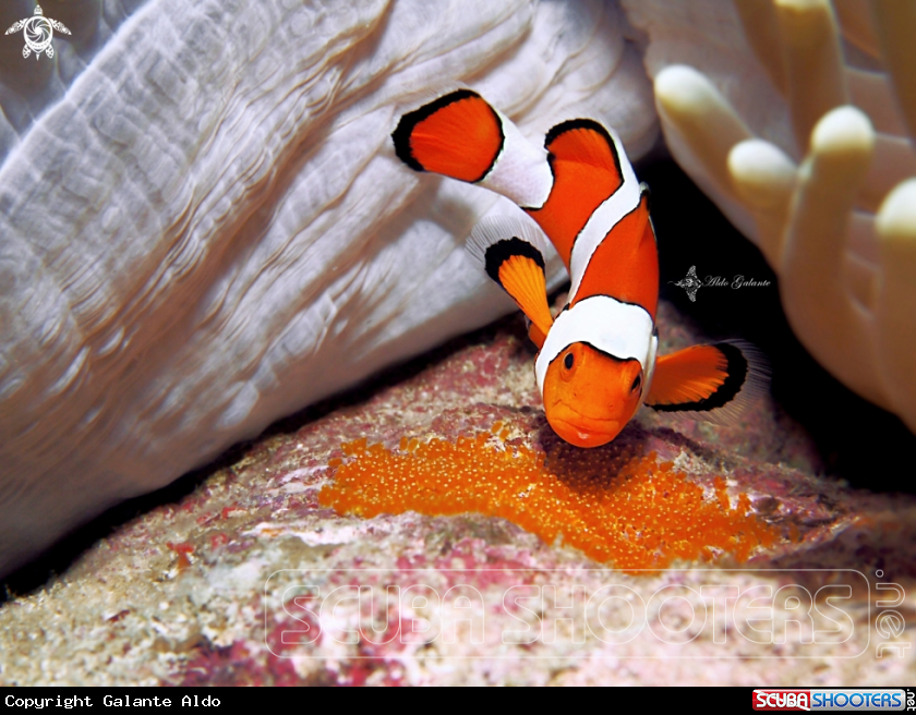 A The False Percula Clownfish or Common Clownfish