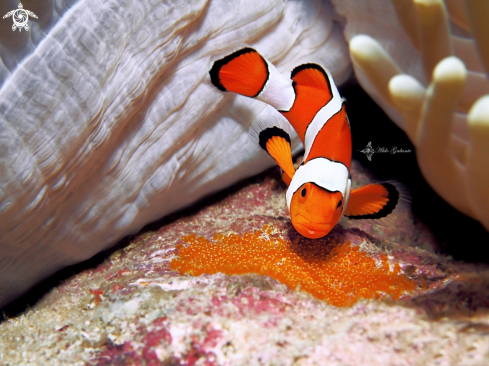 A The False Percula Clownfish or Common Clownfish