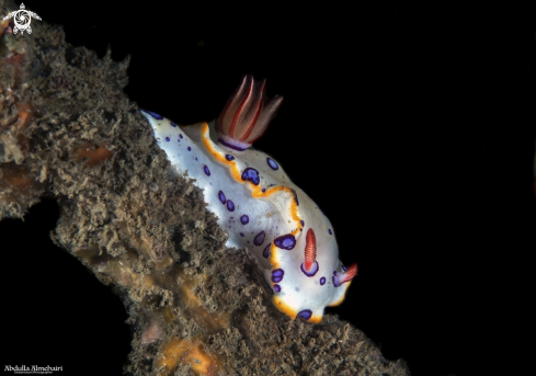 A Nudibranch 