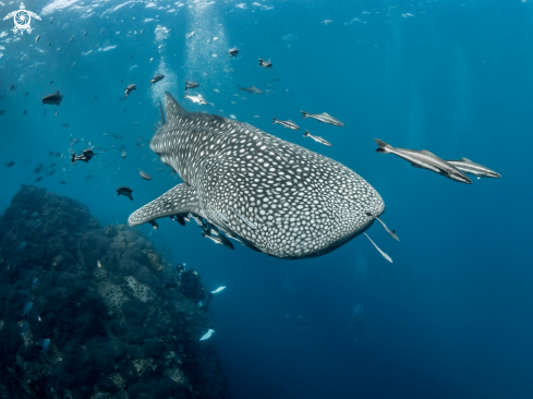 A Whale Shark