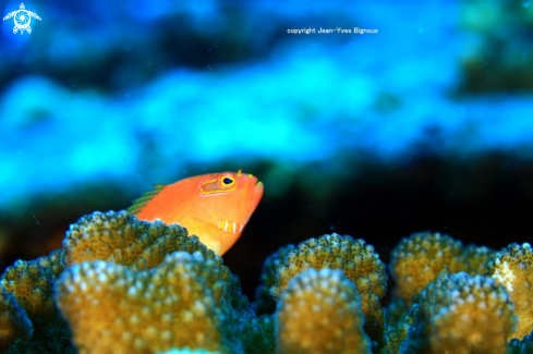 A Hawkfish Mauritius ,Grand Baie at Silver Star Shipwreck