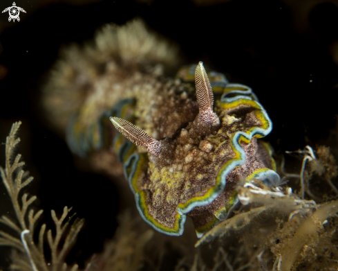 A Glossodoris cincta