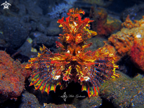 A Rhinopias frondosa  | Weedy Scorpionfish.