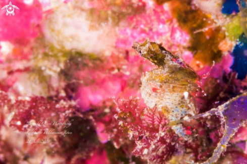 A Hippocampus pontohi Lourie & Kuiter, 2008 | Japanese pygmy seahorse