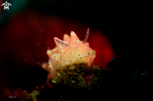 A Nudi