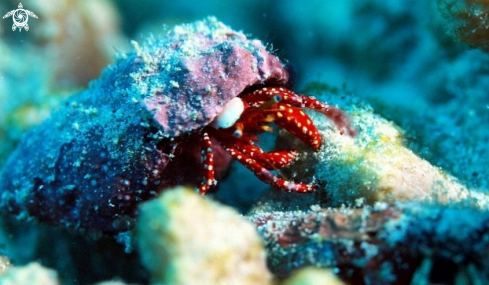 A Hermit Crab at a deep reef dive Mauritius