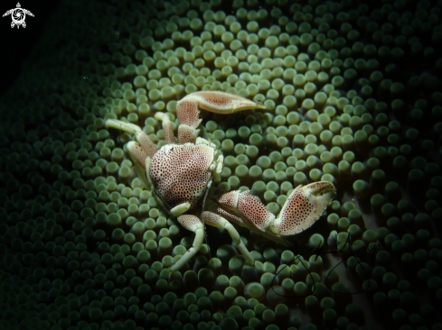 A Porcelain crab 