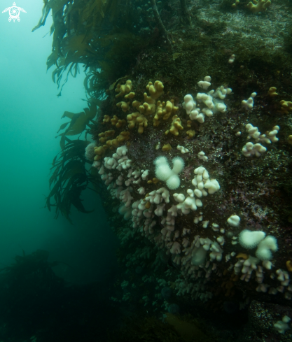 A Alcyonium digitatum | Deadman's Fingers