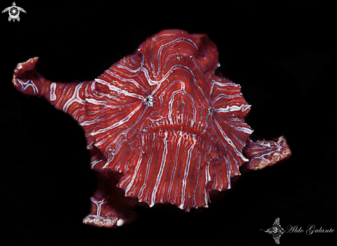 A Histiophryne psychedelica (Pietsch, Arnold & Hall, 2009) | Psychedelic Frogfish