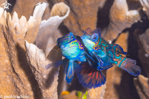 A Synchioropus splendid | Mandarin Fish