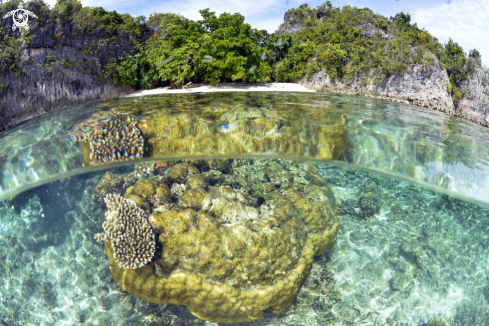 A Reef coral