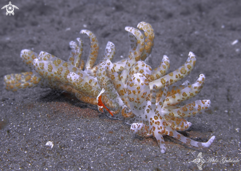 A Phyllodesmium longicirrum (Bergh, 1905) -Zenopontonia rex (Kemp 1922) | Solar-Powered Sea Slug or Nudibranch - Emperor Shrimp.