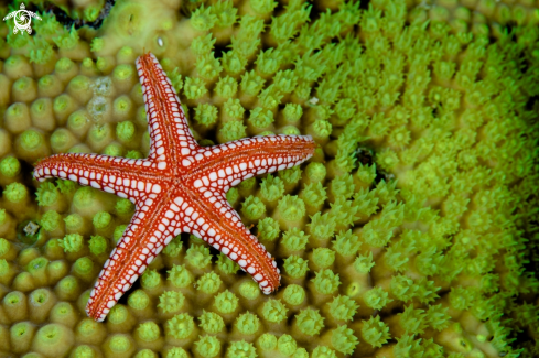 A underwater creature