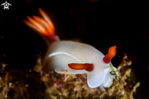 A Hypselodoris bullockii  | Hypselodoris bullockii 