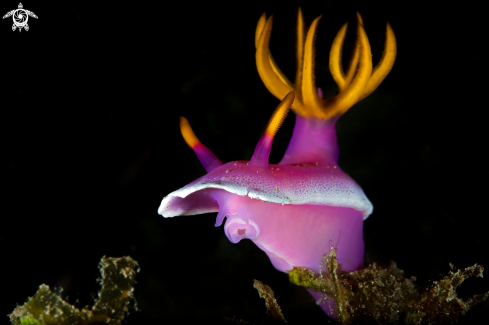 A Hypselodoris apolegma | Hypselodoris apolegma