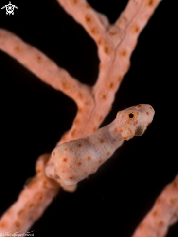 A Hippocampus denise | Denise's Pygmy Seahorse