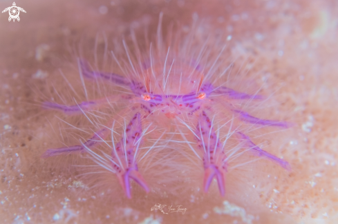 A squat lobster