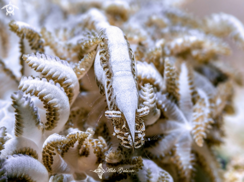 A Xenia Soft Coral Shrimp 