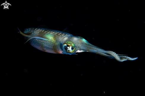 A Big fin reef squid