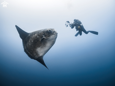 A Mola alexandrini | Bump-Head Sunfish