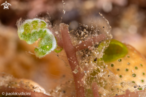 A Green Shrimp. Hairy Shrimp.