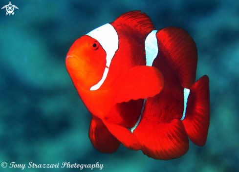 A Premnas biaculeatus | Spine-cheeked anemonefish