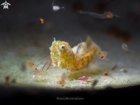 A Sashimi Shrimp & Amphipods