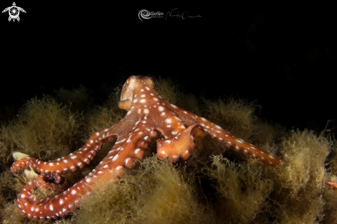 A Octopus macropus