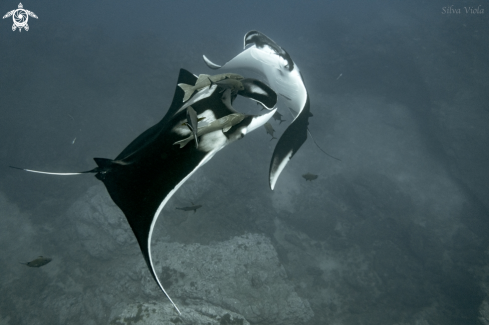 A Giant Oceanic Manta