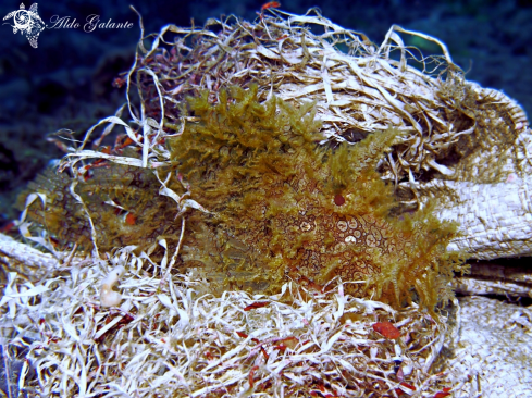 A Weedy Scorpionfish