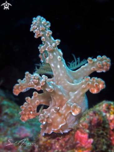 A Miamira alleni | Nudibranch