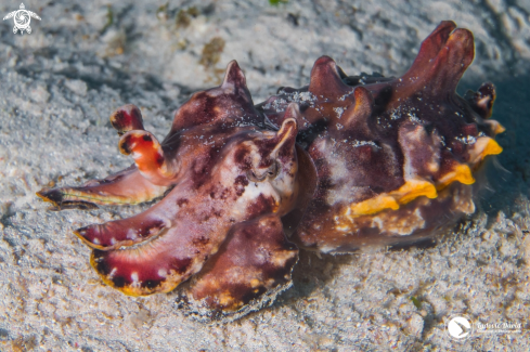 A Flamboyant Cuttlefish