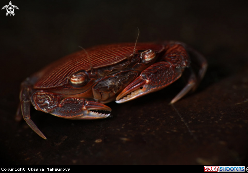 A Crab Lissocarcinus arkati
