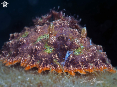 A Nudibranch