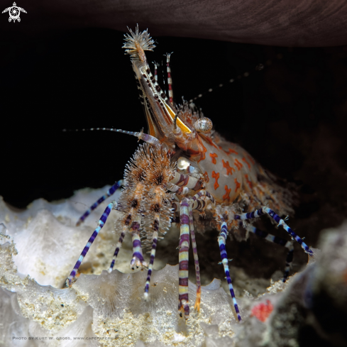 A Marble Shrimp