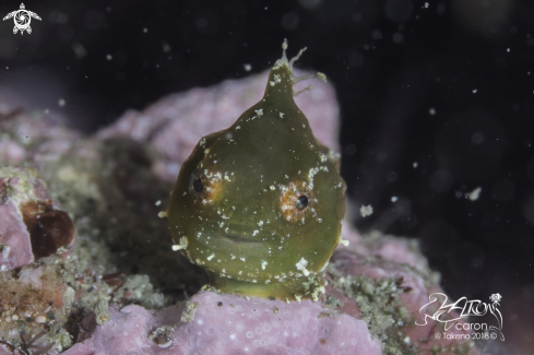A Japanese Lumpfish