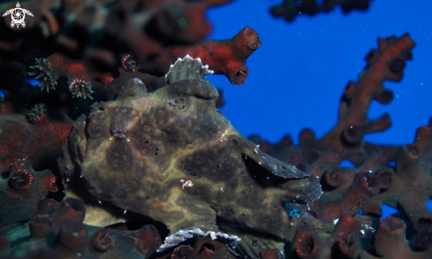 A Antennariidae | Frogfish Mauritius .Flic en Flac