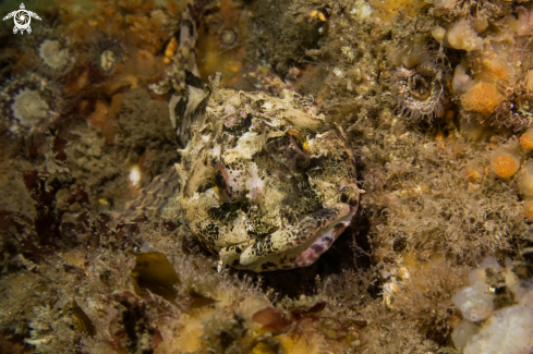 A Long-spined Sea Scorpion