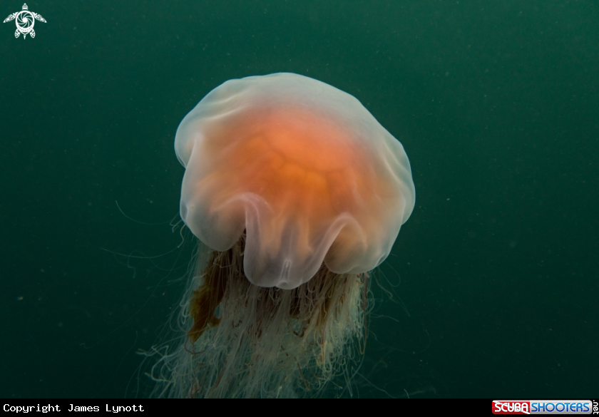 A Lion's Mane Jellyfish