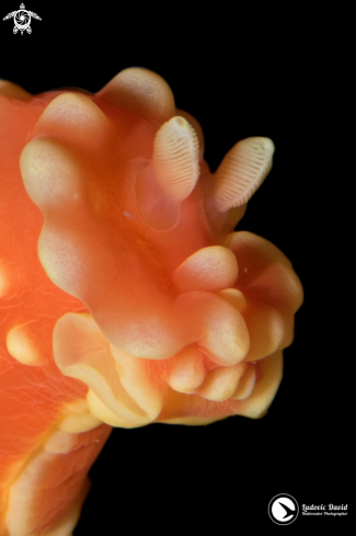 A Strawberry Nudibranch