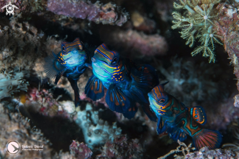 A Synchiropus splendidus | Mandarin Fish